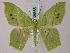  ( - BC ZSM Lep 58856)  @13 [ ] CreativeCommons - Attribution Non-Commercial Share-Alike (2011) Axel Hausmann/Bavarian State Collection of Zoology (ZSM) SNSB, Zoologische Staatssammlung Muenchen