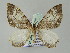  (Rheumaptera AH01My - BC ZSM Lep add 57718)  @12 [ ] CreativeCommons - Attribution Non-Commercial Share-Alike (2011) Axel Hausmann/Bavarian State Collection of Zoology (ZSM) SNSB, Zoologische Staatssammlung Muenchen