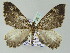  (Rheumaptera AH02My - BC ZSM Lep add 57723)  @13 [ ] CreativeCommons - Attribution Non-Commercial Share-Alike (2011) Axel Hausmann/Bavarian State Collection of Zoology (ZSM) SNSB, Zoologische Staatssammlung Muenchen