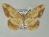  (Luxiaria AH01My - BC ZSM Lep add 57726)  @14 [ ] CreativeCommons - Attribution Non-Commercial Share-Alike (2011) Axel Hausmann/Bavarian State Collection of Zoology (ZSM) SNSB, Zoologische Staatssammlung Muenchen