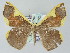  ( - BC ZSM Lep add 57729)  @14 [ ] CreativeCommons - Attribution Non-Commercial Share-Alike (2011) Axel Hausmann/Bavarian State Collection of Zoology (ZSM) SNSB, Zoologische Staatssammlung Muenchen