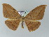 (Hypochrosis AH01My - BC ZSM Lep add 57730)  @12 [ ] CreativeCommons - Attribution Non-Commercial Share-Alike (2011) Axel Hausmann/Bavarian State Collection of Zoology (ZSM) SNSB, Zoologische Staatssammlung Muenchen