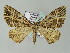  ( - BC ZSM Lep add 57732)  @13 [ ] CreativeCommons - Attribution Non-Commercial Share-Alike (2011) Axel Hausmann/Bavarian State Collection of Zoology (ZSM) SNSB, Zoologische Staatssammlung Muenchen