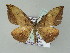  (Hypochrosis AH02My - BC ZSM Lep add 57733)  @13 [ ] CreativeCommons - Attribution Non-Commercial Share-Alike (2011) Axel Hausmann/Bavarian State Collection of Zoology (ZSM) SNSB, Zoologische Staatssammlung Muenchen