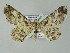  ( - BC ZSM Lep add 57744)  @12 [ ] CreativeCommons - Attribution Non-Commercial Share-Alike (2011) Axel Hausmann/Bavarian State Collection of Zoology (ZSM) SNSB, Zoologische Staatssammlung Muenchen