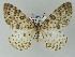  (Metabraxas AH01My - BC ZSM Lep add 57754)  @11 [ ] CreativeCommons - Attribution Non-Commercial Share-Alike (2011) Axel Hausmann/Bavarian State Collection of Zoology (ZSM) SNSB, Zoologische Staatssammlung Muenchen