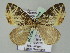  (Eustroma AH01My - BC ZSM Lep add 57764)  @13 [ ] CreativeCommons - Attribution Non-Commercial Share-Alike (2011) Axel Hausmann/Bavarian State Collection of Zoology (ZSM) SNSB, Zoologische Staatssammlung Muenchen