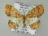  ( - BC ZSM Lep add 57767)  @12 [ ] CreativeCommons - Attribution Non-Commercial Share-Alike (2011) Axel Hausmann/Bavarian State Collection of Zoology (ZSM) SNSB, Zoologische Staatssammlung Muenchen