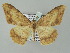  (Luxiaria AH02My - BC ZSM Lep add 57771)  @14 [ ] CreativeCommons - Attribution Non-Commercial Share-Alike (2011) Axel Hausmann/Bavarian State Collection of Zoology (ZSM) SNSB, Zoologische Staatssammlung Muenchen