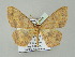  (Cyclophora AH01My - BC ZSM Lep add 57776)  @13 [ ] CreativeCommons - Attribution Non-Commercial Share-Alike (2011) Axel Hausmann/Bavarian State Collection of Zoology (ZSM) SNSB, Zoologische Staatssammlung Muenchen
