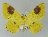  (Opisthograptis AH01My - BC ZSM Lep add 57777)  @11 [ ] CreativeCommons - Attribution Non-Commercial Share-Alike (2011) Axel Hausmann/Bavarian State Collection of Zoology (ZSM) SNSB, Zoologische Staatssammlung Muenchen