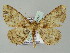  ( - BC ZSM Lep add 57797)  @13 [ ] CreativeCommons - Attribution Non-Commercial Share-Alike (2011) Axel Hausmann/Bavarian State Collection of Zoology (ZSM) SNSB, Zoologische Staatssammlung Muenchen