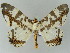  ( - BC ZSM Lep add 57803)  @12 [ ] CreativeCommons - Attribution Non-Commercial Share-Alike (2011) Axel Hausmann/Bavarian State Collection of Zoology (ZSM) SNSB, Zoologische Staatssammlung Muenchen