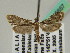  ( - BC ZSM Lep 45657)  @12 [ ] CreativeCommons - Attribution Non-Commercial Share-Alike (2011) Axel Hausmann/Bavarian State Collection of Zoology (ZSM) SNSB, Zoologische Staatssammlung Muenchen