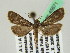  (Strepsinoma UB05Au - BC ZSM Lep 45671)  @12 [ ] CreativeCommons - Attribution Non-Commercial Share-Alike (2011) Axel Hausmann/Bavarian State Collection of Zoology (ZSM) SNSB, Zoologische Staatssammlung Muenchen