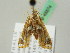  ( - BC ZSM Lep 45674)  @11 [ ] CreativeCommons - Attribution Non-Commercial Share-Alike (2011) Axel Hausmann/Bavarian State Collection of Zoology (ZSM) SNSB, Zoologische Staatssammlung Muenchen