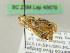  ( - BC ZSM Lep 45679)  @12 [ ] CreativeCommons - Attribution Non-Commercial Share-Alike (2011) Axel Hausmann/Bavarian State Collection of Zoology (ZSM) SNSB, Zoologische Staatssammlung Muenchen