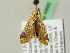  ( - BC ZSM Lep 45682)  @11 [ ] CreativeCommons - Attribution Non-Commercial Share-Alike (2011) Axel Hausmann/Bavarian State Collection of Zoology (ZSM) SNSB, Zoologische Staatssammlung Muenchen