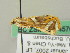  ( - BC ZSM Lep 45706)  @11 [ ] CreativeCommons - Attribution Non-Commercial Share-Alike (2011) Axel Hausmann/Bavarian State Collection of Zoology (ZSM) SNSB, Zoologische Staatssammlung Muenchen