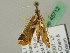  ( - BC ZSM Lep 45712)  @11 [ ] CreativeCommons - Attribution Non-Commercial Share-Alike (2011) Axel Hausmann/Bavarian State Collection of Zoology (ZSM) SNSB, Zoologische Staatssammlung Muenchen