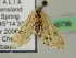  ( - BC ZSM Lep 45736)  @13 [ ] CreativeCommons - Attribution Non-Commercial Share-Alike (2011) Axel Hausmann/Bavarian State Collection of Zoology (ZSM) SNSB, Zoologische Staatssammlung Muenchen