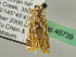  ( - BC ZSM Lep 45739)  @12 [ ] CreativeCommons - Attribution Non-Commercial Share-Alike (2011) Axel Hausmann/Bavarian State Collection of Zoology (ZSM) SNSB, Zoologische Staatssammlung Muenchen
