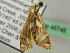  ( - BC ZSM Lep 45745)  @13 [ ] CreativeCommons - Attribution Non-Commercial Share-Alike (2011) Axel Hausmann/Bavarian State Collection of Zoology (ZSM) SNSB, Zoologische Staatssammlung Muenchen