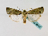  ( - BC ZSM Lep 48787)  @11 [ ] CreativeCommons - Attribution Non-Commercial Share-Alike (2011) Axel Hausmann/Bavarian State Collection of Zoology (ZSM) SNSB, Zoologische Staatssammlung Muenchen