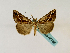  ( - BC ZSM Lep 48788)  @11 [ ] CreativeCommons - Attribution Non-Commercial Share-Alike (2011) Axel Hausmann/Bavarian State Collection of Zoology (ZSM) SNSB, Zoologische Staatssammlung Muenchen