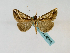  ( - BC ZSM Lep 48789)  @11 [ ] CreativeCommons - Attribution Non-Commercial Share-Alike (2011) Axel Hausmann/Bavarian State Collection of Zoology (ZSM) SNSB, Zoologische Staatssammlung Muenchen