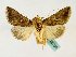  (Thysanoplusia acosmia - BC ZSM Lep 48799)  @14 [ ] CreativeCommons - Attribution Non-Commercial Share-Alike (2011) Axel Hausmann/Bavarian State Collection of Zoology (ZSM) SNSB, Zoologische Staatssammlung Muenchen
