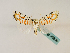  (Mazuca elegantissimaGB02Za - BC ZSM Lep 48806)  @11 [ ] CreativeCommons - Attribution Non-Commercial Share-Alike (2011) Axel Hausmann/Bavarian State Collection of Zoology (ZSM) SNSB, Zoologische Staatssammlung Muenchen