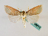  ( - BC ZSM Lep 48813)  @11 [ ] CreativeCommons - Attribution Non-Commercial Share-Alike (2011) Axel Hausmann/Bavarian State Collection of Zoology (ZSM) SNSB, Zoologische Staatssammlung Muenchen