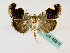  ( - BC ZSM Lep 48815)  @11 [ ] CreativeCommons - Attribution Non-Commercial Share-Alike (2011) Axel Hausmann/Bavarian State Collection of Zoology (ZSM) SNSB, Zoologische Staatssammlung Muenchen