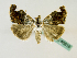  ( - BC ZSM Lep 48816)  @11 [ ] CreativeCommons - Attribution Non-Commercial Share-Alike (2011) Axel Hausmann/Bavarian State Collection of Zoology (ZSM) SNSB, Zoologische Staatssammlung Muenchen