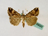  ( - BC ZSM Lep 48825)  @14 [ ] CreativeCommons - Attribution Non-Commercial Share-Alike (2011) Axel Hausmann/Bavarian State Collection of Zoology (ZSM) SNSB, Zoologische Staatssammlung Muenchen
