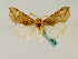  ( - BC ZSM Lep 48828)  @13 [ ] CreativeCommons - Attribution Non-Commercial Share-Alike (2011) Axel Hausmann/Bavarian State Collection of Zoology (ZSM) SNSB, Zoologische Staatssammlung Muenchen