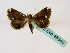  (Eublemma apicata - BC ZSM Lep 48840)  @12 [ ] CreativeCommons - Attribution Non-Commercial Share-Alike (2011) Axel Hausmann/Bavarian State Collection of Zoology (ZSM) SNSB, Zoologische Staatssammlung Muenchen