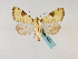  (Heliothis flavirufa - BC ZSM Lep 48843)  @14 [ ] CreativeCommons - Attribution Non-Commercial Share-Alike (2011) Axel Hausmann/Bavarian State Collection of Zoology (ZSM) SNSB, Zoologische Staatssammlung Muenchen
