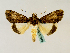  ( - BC ZSM Lep 48849)  @13 [ ] CreativeCommons - Attribution Non-Commercial Share-Alike (2011) Axel Hausmann/Bavarian State Collection of Zoology (ZSM) SNSB, Zoologische Staatssammlung Muenchen