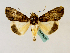  ( - BC ZSM Lep 48850)  @13 [ ] CreativeCommons - Attribution Non-Commercial Share-Alike (2011) Axel Hausmann/Bavarian State Collection of Zoology (ZSM) SNSB, Zoologische Staatssammlung Muenchen