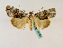  (Tachosa acronyctoides - BC ZSM Lep 48851)  @14 [ ] CreativeCommons - Attribution Non-Commercial Share-Alike (2011) Axel Hausmann/Bavarian State Collection of Zoology (ZSM) SNSB, Zoologische Staatssammlung Muenchen