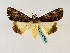  ( - BC ZSM Lep 48854)  @13 [ ] CreativeCommons - Attribution Non-Commercial Share-Alike (2011) Axel Hausmann/Bavarian State Collection of Zoology (ZSM) SNSB, Zoologische Staatssammlung Muenchen