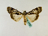  ( - BC ZSM Lep 48857)  @13 [ ] CreativeCommons - Attribution Non-Commercial Share-Alike (2011) Axel Hausmann/Bavarian State Collection of Zoology (ZSM) SNSB, Zoologische Staatssammlung Muenchen