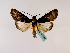  ( - BC ZSM Lep 48865)  @13 [ ] CreativeCommons - Attribution Non-Commercial Share-Alike (2011) Axel Hausmann/Bavarian State Collection of Zoology (ZSM) SNSB, Zoologische Staatssammlung Muenchen