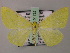  ( - BC ZSM Lep 51732)  @14 [ ] CreativeCommons - Attribution Non-Commercial Share-Alike (2011) Axel Hausmann/Bavarian State Collection of Zoology (ZSM) SNSB, Zoologische Staatssammlung Muenchen