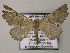  ( - BC ZSM Lep 51736)  @13 [ ] CreativeCommons - Attribution Non-Commercial Share-Alike (2011) Axel Hausmann/Bavarian State Collection of Zoology (ZSM) SNSB, Zoologische Staatssammlung Muenchen