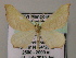  ( - BC ZSM Lep 51739)  @12 [ ] CreativeCommons - Attribution Non-Commercial Share-Alike (2011) Axel Hausmann/Bavarian State Collection of Zoology (ZSM) SNSB, Zoologische Staatssammlung Muenchen