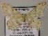  ( - BC ZSM Lep 51742)  @12 [ ] CreativeCommons - Attribution Non-Commercial Share-Alike (2011) Axel Hausmann/Bavarian State Collection of Zoology (ZSM) SNSB, Zoologische Staatssammlung Muenchen