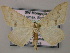  (Rhodostrophia jacularia - BC ZSM Lep 51745)  @14 [ ] CreativeCommons - Attribution Non-Commercial Share-Alike (2011) Axel Hausmann/Bavarian State Collection of Zoology (ZSM) SNSB, Zoologische Staatssammlung Muenchen